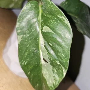 Variegated Albo Pothos Live Plant - Rooted, 4 inch Nursery Pot, Indoor/Outdoor - Image 4