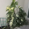 Variegated Albo Pothos Live Plant - Rooted, 4 inch Nursery Pot, Indoor/Outdoor - Image 1