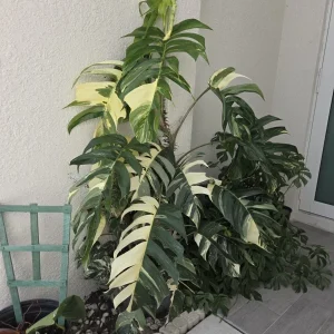 Variegated Albo Pothos Live Plant - Rooted, 4 inch Nursery Pot, Indoor/Outdoor - Image 1