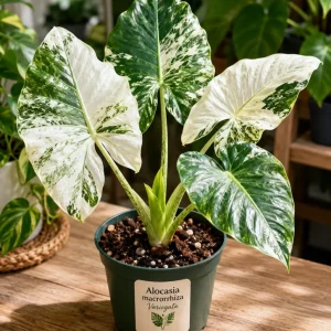 Variegated Alocasia Macrorrhiza Live Plant - Elephant Ear, 4" Pot, Potted Houseplant - Image 1