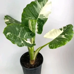 Variegated Alocasia Macrorrhiza Live Plant - Elephant Ear, 4