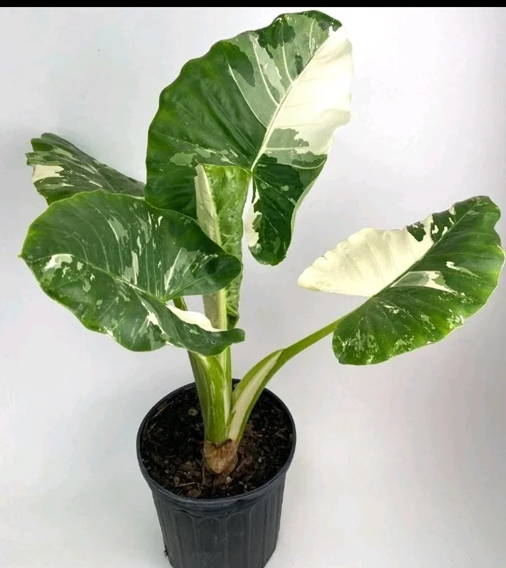 Variegated Alocasia Macrorrhiza Live Plant - Elephant Ear, 4" Pot, Potted Houseplant - Image 2