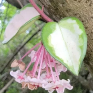 Variegated Hoya Krimson Princess Live Plant - Tricolor Hoya, 5 inch in 4 inch pot, Indoor/Outdoor - Image 2