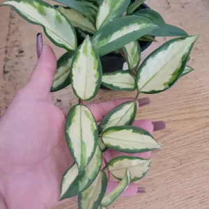 Variegated Hoya Krimson Princess Live Plant - Tricolor Hoya, 5 inch in 4 inch pot, Indoor/Outdoor - Image 3