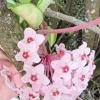 Variegated Hoya Krimson Princess Live Plant - Tricolor Hoya, 5 inch in 4 inch pot, Indoor/Outdoor - Image 1