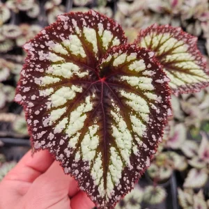 Variegated Purple Fire Begonia Live Houseplant - Indoor Decor - Image 2