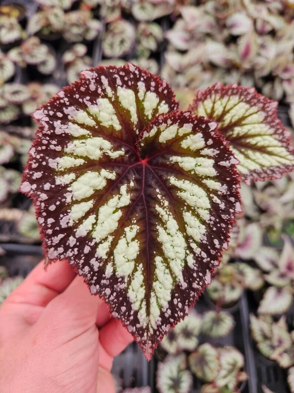 Variegated Purple Fire Begonia Live Houseplant - Indoor Decor - Image 2