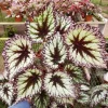 Variegated Purple Fire Begonia Live Houseplant - Indoor Decor - Image 1