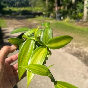 Variegated Vanilla Orchid Live Plant – Exotic Houseplant – Indoor - Image 2