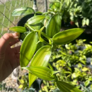 Variegated Vanilla Orchid Live Plant – Exotic Houseplant – Indoor - Image 3
