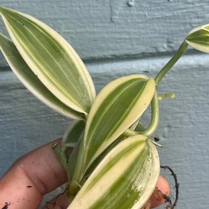 Variegated Vanilla Orchid Live Plant – Exotic Houseplant – Indoor - Image 1