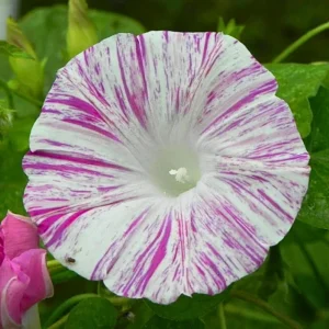 Venice Pink Morning Glory Seeds - Ipomoea Purpurea - Fast Growing Climbing Vine - Soft Pink Flowers - Image 10