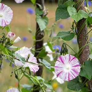 Venice Pink Morning Glory Seeds - Ipomoea Purpurea - Fast Growing Climbing Vine - Soft Pink Flowers - Image 11