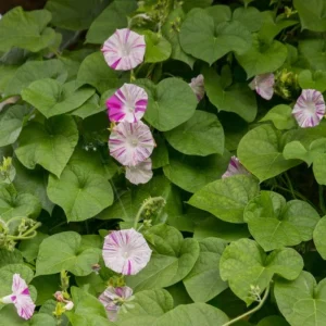 Venice Pink Morning Glory Seeds - Ipomoea Purpurea - Fast Growing Climbing Vine - Soft Pink Flowers - Image 12