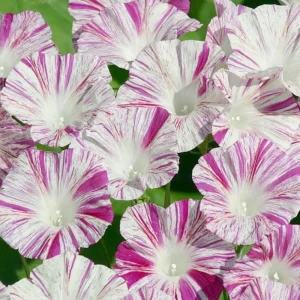 Venice Pink Morning Glory Seeds - Ipomoea Purpurea - Fast Growing Climbing Vine - Soft Pink Flowers - Image 2