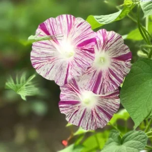 Venice Pink Morning Glory Seeds - Ipomoea Purpurea - Fast Growing Climbing Vine - Soft Pink Flowers - Image 3