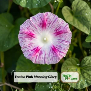 Venice Pink Morning Glory Seeds - Ipomoea Purpurea - Fast Growing Climbing Vine - Soft Pink Flowers - Image 1