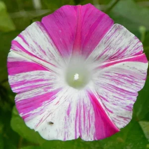 Venice Pink Morning Glory Seeds - Ipomoea Purpurea - Fast Growing Climbing Vine - Soft Pink Flowers - Image 4