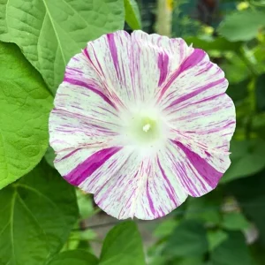 Venice Pink Morning Glory Seeds - Ipomoea Purpurea - Fast Growing Climbing Vine - Soft Pink Flowers - Image 5