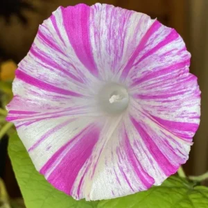 Venice Pink Morning Glory Seeds - Ipomoea Purpurea - Fast Growing Climbing Vine - Soft Pink Flowers - Image 6