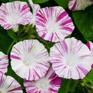 Venice Pink Morning Glory Seeds - Ipomoea Purpurea - Fast Growing Climbing Vine - Soft Pink Flowers - Image 7