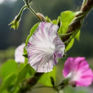 Venice Pink Morning Glory Seeds - Ipomoea Purpurea - Fast Growing Climbing Vine - Soft Pink Flowers - Image 8