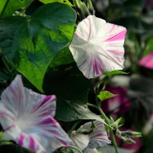 Venice Pink Morning Glory Seeds - Ipomoea Purpurea - Fast Growing Climbing Vine - Soft Pink Flowers - Image 9