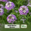 Violet Queen Sweet Alyssum Seeds - Lobularia maritima - Violet Fragrant Ground Cover - 20 Seeds - Image 1