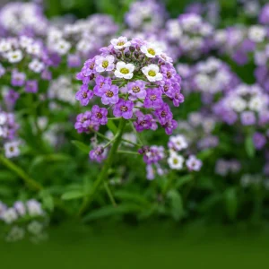 Violet Queen Sweet Alyssum Seeds - Lobularia maritima - Violet Fragrant Ground Cover - 20 Seeds - Image 3