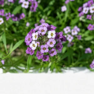 Violet Queen Sweet Alyssum Seeds - Lobularia maritima - Violet Fragrant Ground Cover - 20 Seeds - Image 4