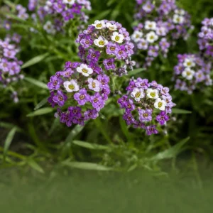 Violet Queen Sweet Alyssum Seeds - Lobularia maritima - Violet Fragrant Ground Cover - 20 Seeds - Image 5