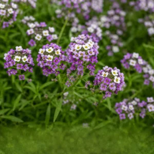 Violet Queen Sweet Alyssum Seeds - Lobularia maritima - Violet Fragrant Ground Cover - 20 Seeds - Image 6