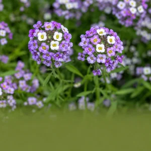 Violet Queen Sweet Alyssum Seeds - Lobularia maritima - Violet Fragrant Ground Cover - 20 Seeds - Image 7