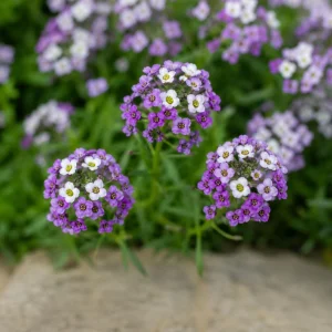 Violet Queen Sweet Alyssum Seeds - Lobularia maritima - Violet Fragrant Ground Cover - 20 Seeds - Image 8