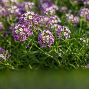 Violet Queen Sweet Alyssum Seeds - Lobularia maritima - Violet Fragrant Ground Cover - 20 Seeds - Image 9
