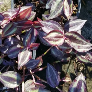 Wandering Jew Tradescantia Zebrina Live Plant Cuttings - 5 Pack, 5+ Inches, Indoor/Outdoor - Image 2