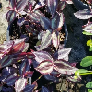 Wandering Jew Tradescantia Zebrina Live Plant Cuttings - 5 Pack, 5+ Inches, Indoor/Outdoor - Image 1