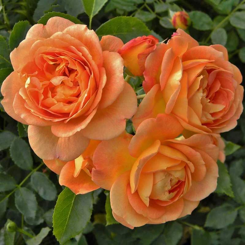 Westerland Climbing Rose Live Plant – 4 inch Nursery Pot – Outdoor Shrub - Image 2