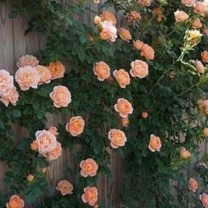 Westerland Climbing Rose Live Plant – 4 inch Nursery Pot – Outdoor Shrub - Image 1