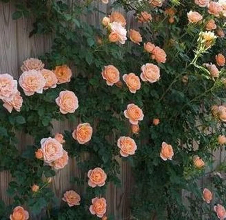 Westerland Climbing Rose Live Plant – 4 inch Nursery Pot – Outdoor Shrub - Image 1