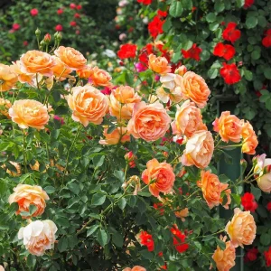 Westerland Climbing Rose Live Plant – 4 inch Nursery Pot – Outdoor Shrub - Image 3