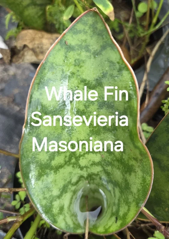 Whale Fin Sansevieria Masoniana Snake Plant - Live Houseplant, 7" Tall, Well Rooted - Image 1