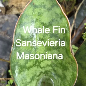 Whale Fin Sansevieria Masoniana Snake Plant - Live Plant - 5" Tall - Indoor/Outdoor - Image 1