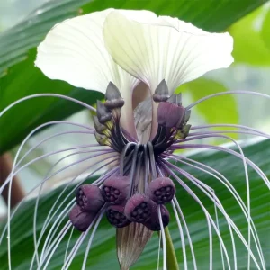 White Bat Tacca Live Plant – Tacca Chantrieri – 2 inch Nursery Pot – Indoor/Outdoor - Image 2