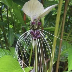 White Bat Tacca Live Plant – Tacca Chantrieri – 2 inch Nursery Pot – Indoor/Outdoor - Image 3