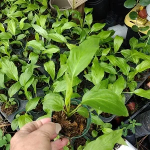 White Bat Tacca Live Plant – Tacca Chantrieri – 2 inch Nursery Pot – Indoor/Outdoor - Image 4