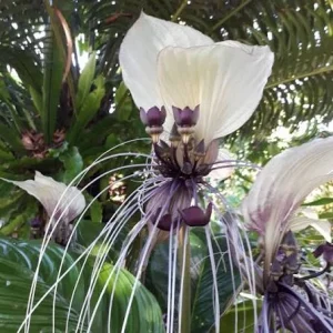White Bat Tacca Live Plant – Tacca Chantrieri – 2 inch Nursery Pot – Indoor/Outdoor - Image 1