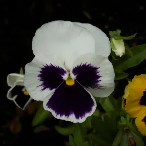 White Blotch Pansy Seeds - 25 Pack - Cold Resistant, Open-Pollinating, Self-Pollinating - Image 10