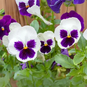 White Blotch Pansy Seeds - 25 Pack - Cold Resistant, Open-Pollinating, Self-Pollinating - Image 11
