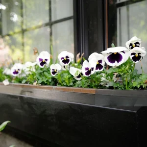 White Blotch Pansy Seeds - 25 Pack - Cold Resistant, Open-Pollinating, Self-Pollinating - Image 12